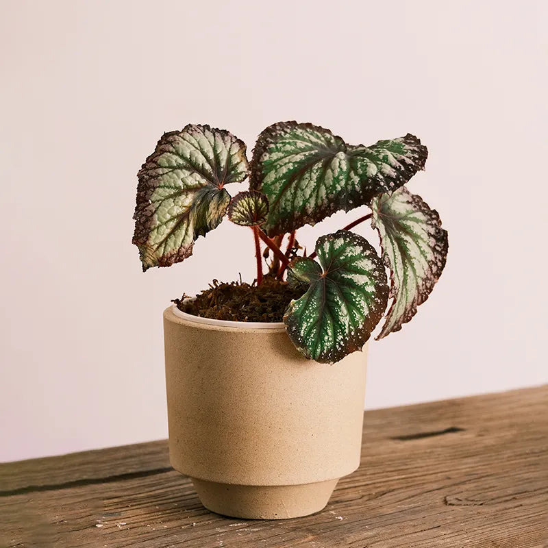Nipots Terracotta Clay Pot Styled with Indoor Plants – Elegant Home Decor Inspiration