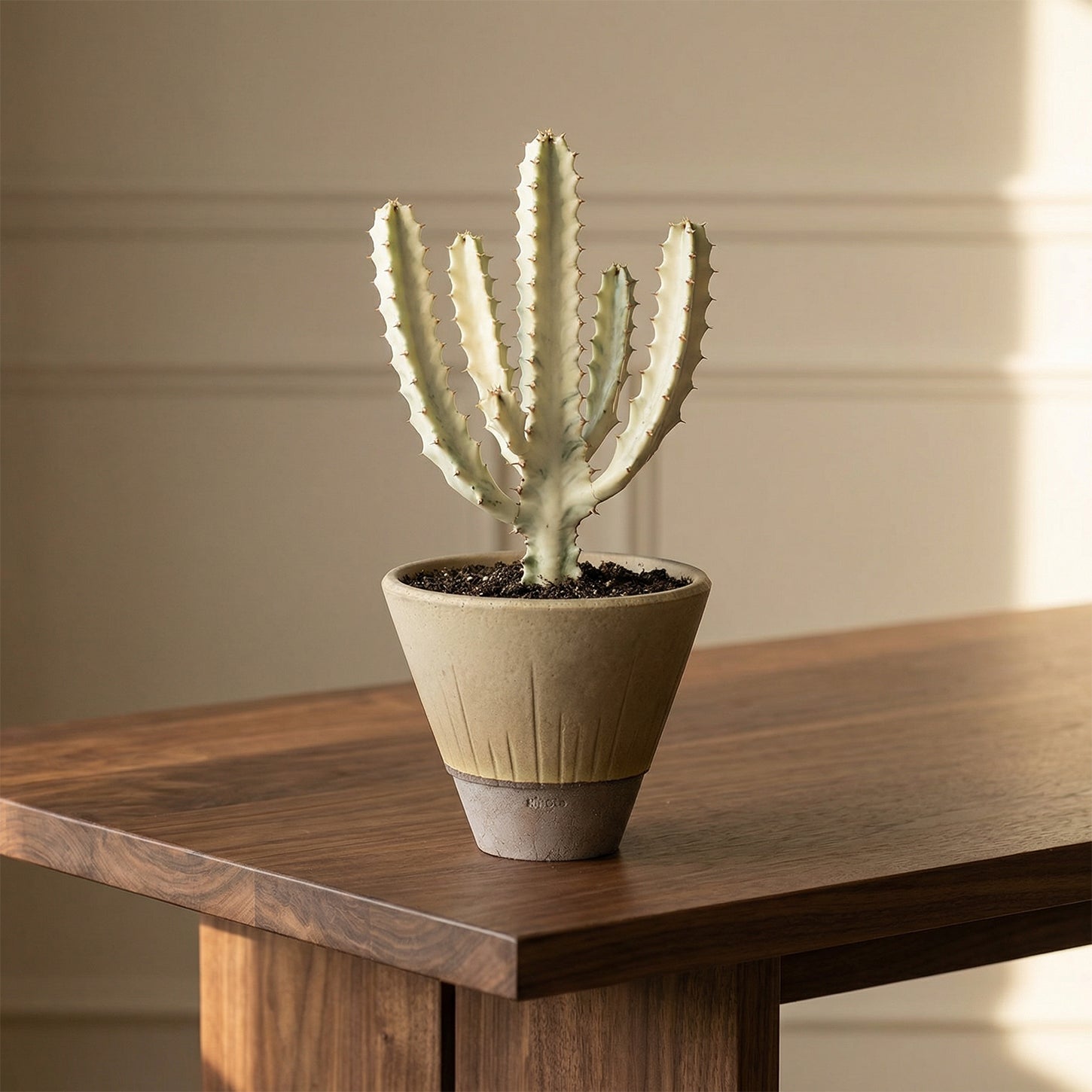 Stellar Pot Moss