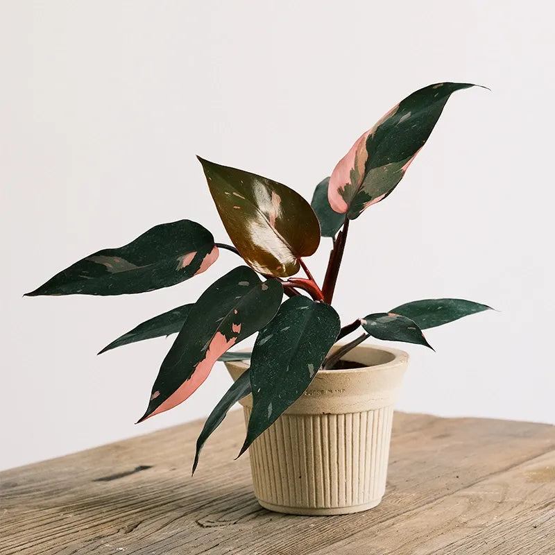 Nipots Terracotta Clay Pot Styled with Indoor Plants – Elegant Home Decor Inspiration