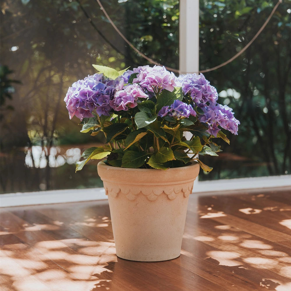 EOFY-Castle Pot White-Buy 1 Get 1 Free