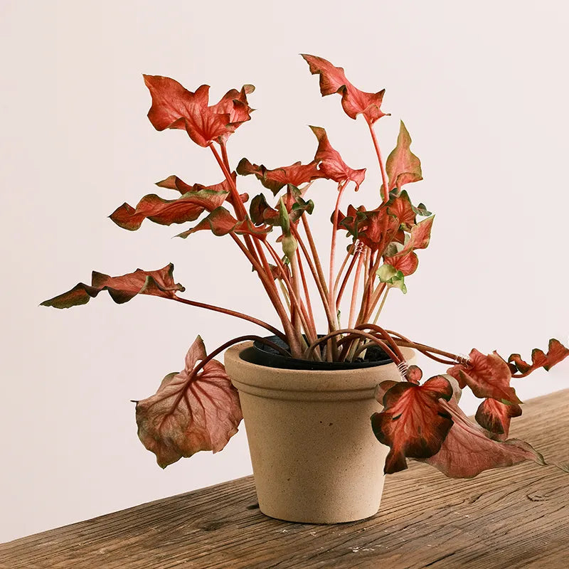 Nipots Terracotta Clay Pot Styled with Indoor Plants – Elegant Home Decor Inspiration