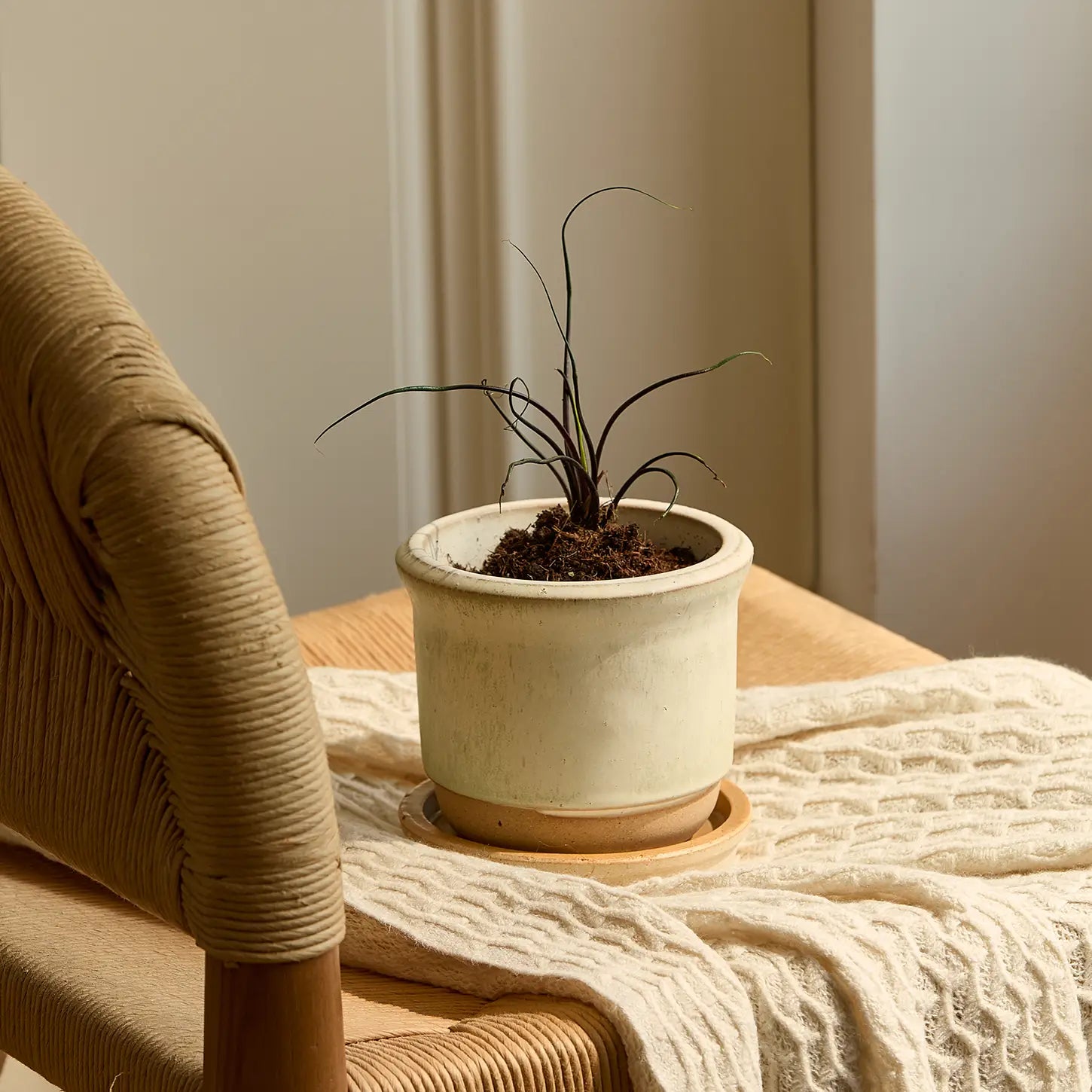 Hazelnut Pot Alabaster