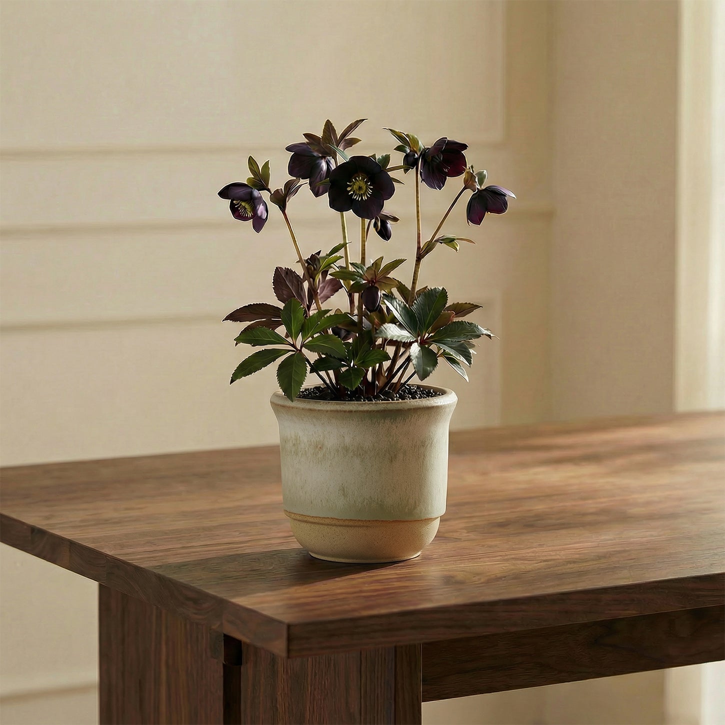 Hazelnut Pot Alabaster