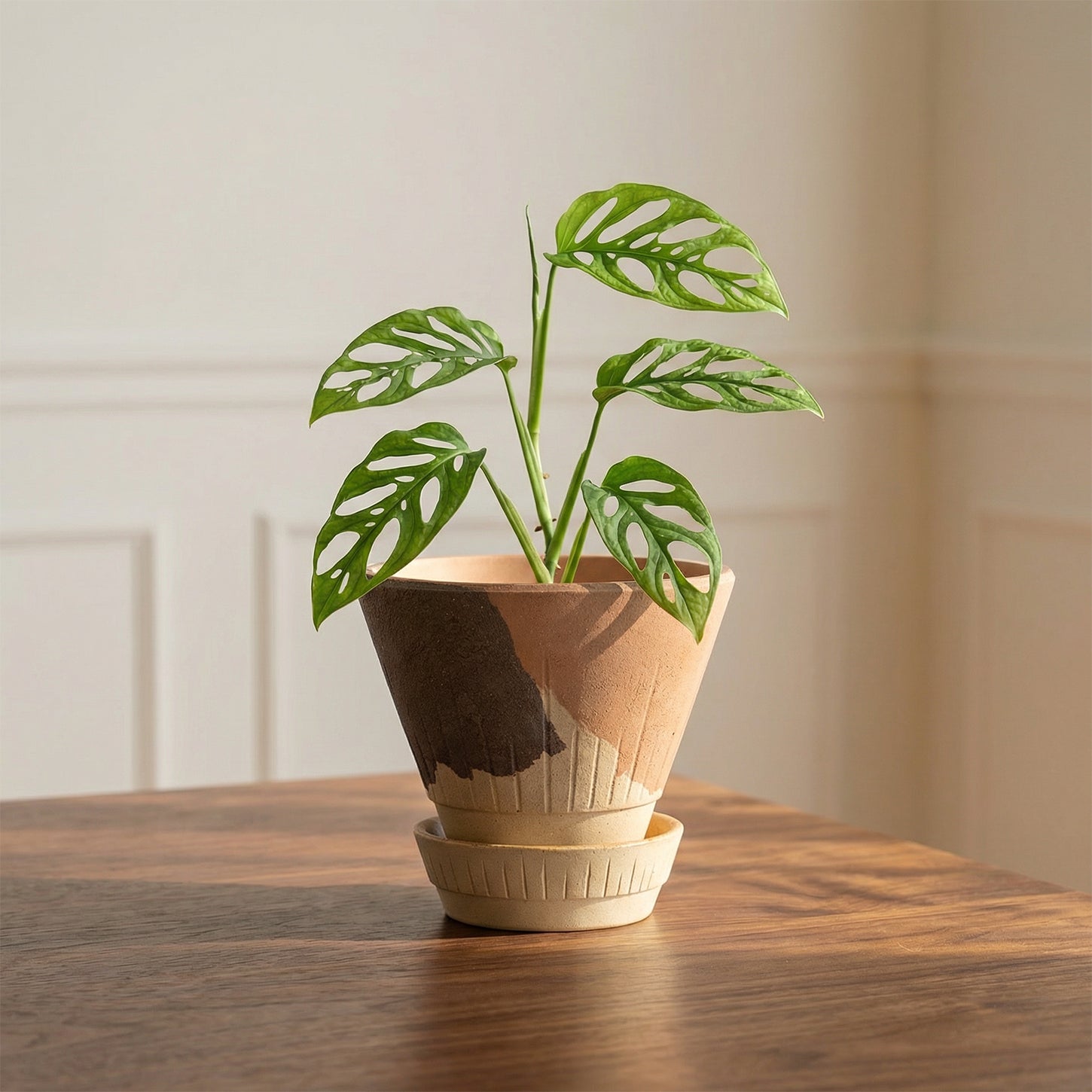Stellar Pot Calico