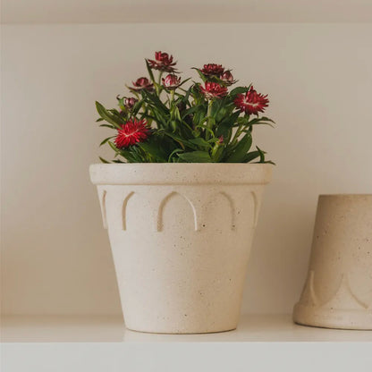 Nipots Terracotta Clay Pot Styled with Indoor Plants – Elegant Home Decor Inspiration