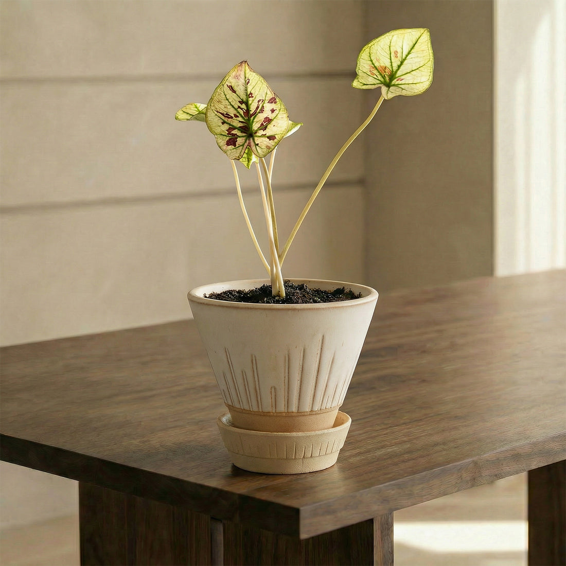 Stellar Pot Alabaster