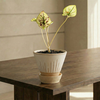 Stellar Pot Alabaster