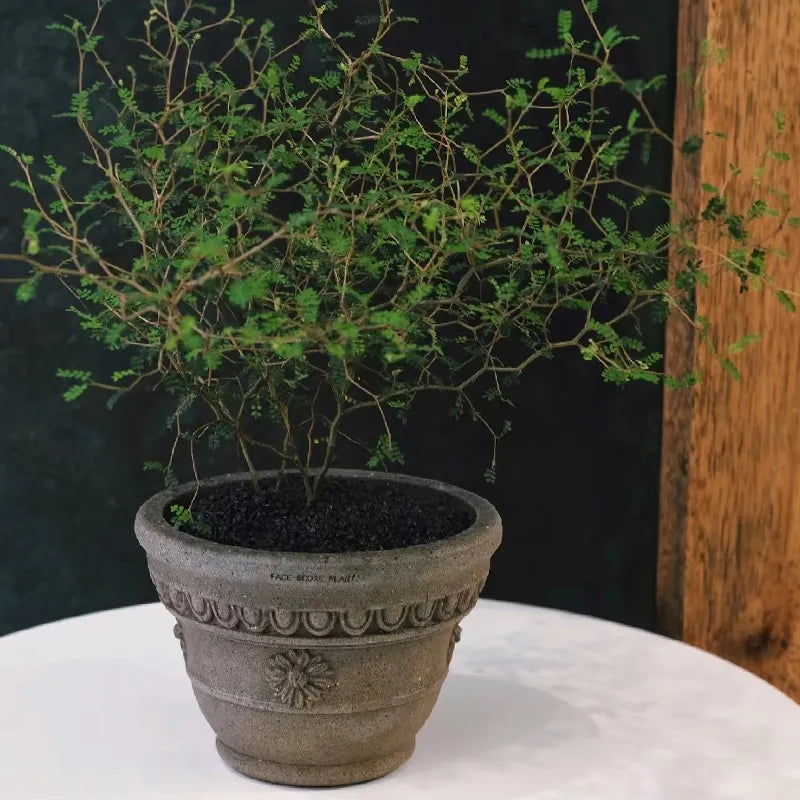 Nipots Terracotta Clay Pot Styled with Indoor Plants – Elegant Home Decor Inspiration