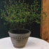 Nipots Terracotta Clay Pot Styled with Indoor Plants – Elegant Home Decor Inspiration
