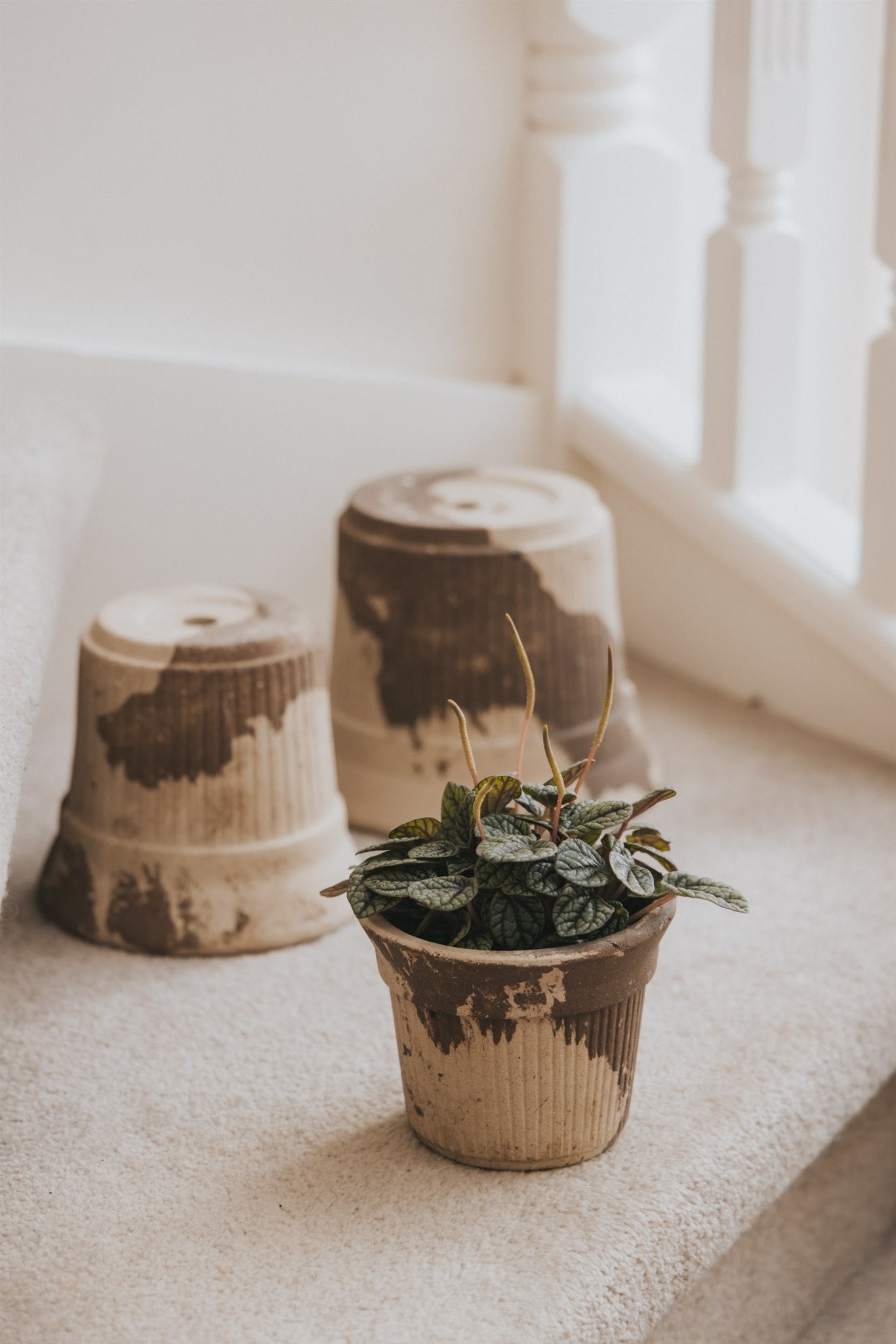 Burnt Cream Pot Mystery Box - 3 Pot Set