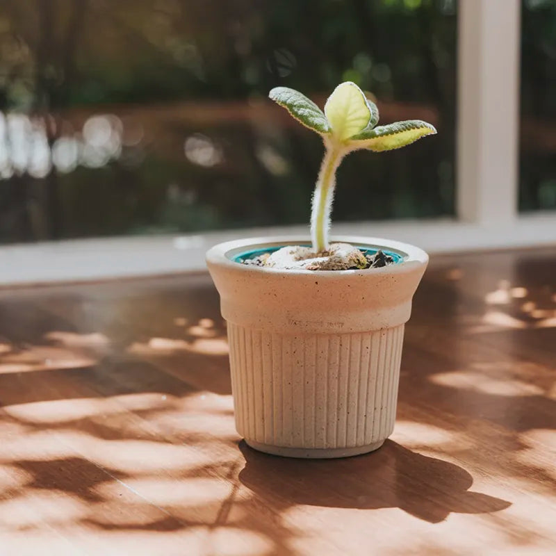 Burnt Cream Pot White