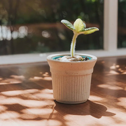Burnt Cream Pot White