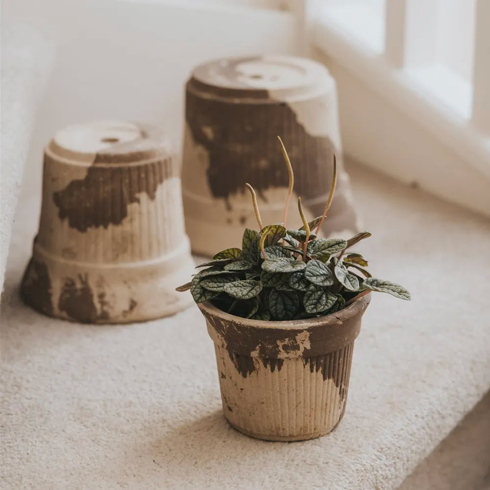 Nipots Terracotta Clay Pot Styled with Indoor Plants – Elegant Home Decor Inspiration