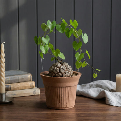 Burnt Cream Pot Chocolate