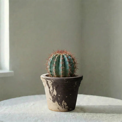 Castle Pot Coffee&amp;Milk