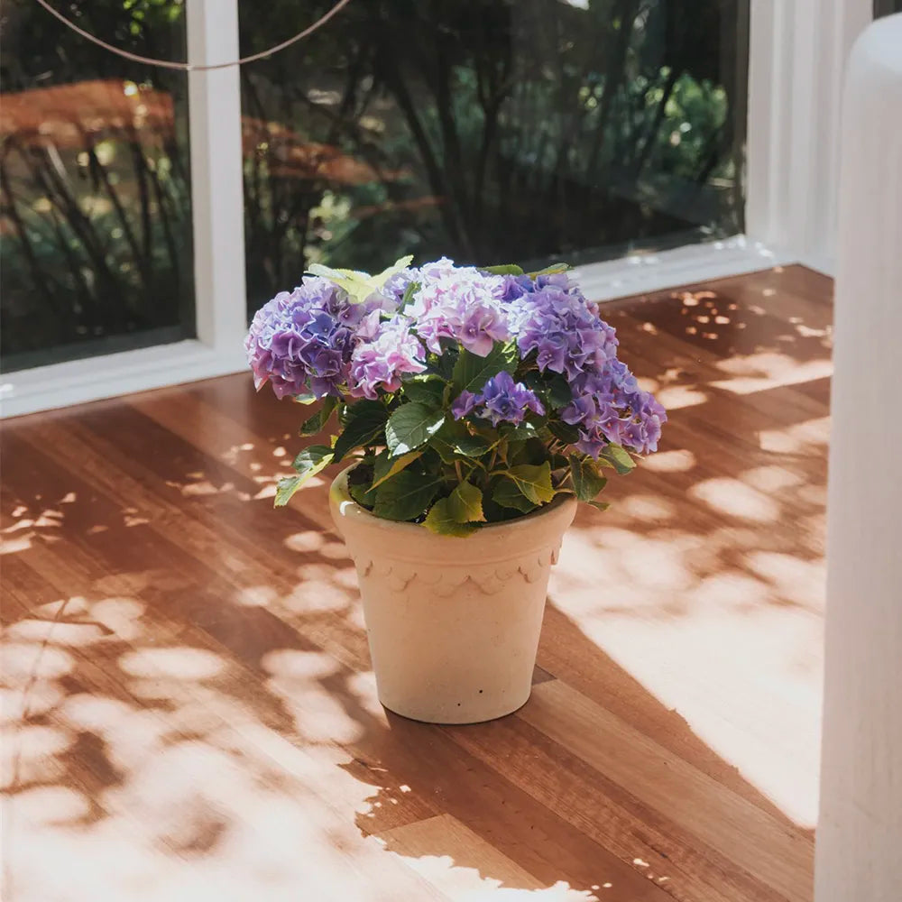 Nipots Terracotta Clay Pot Styled with Indoor Plants – Elegant Home Decor Inspiration