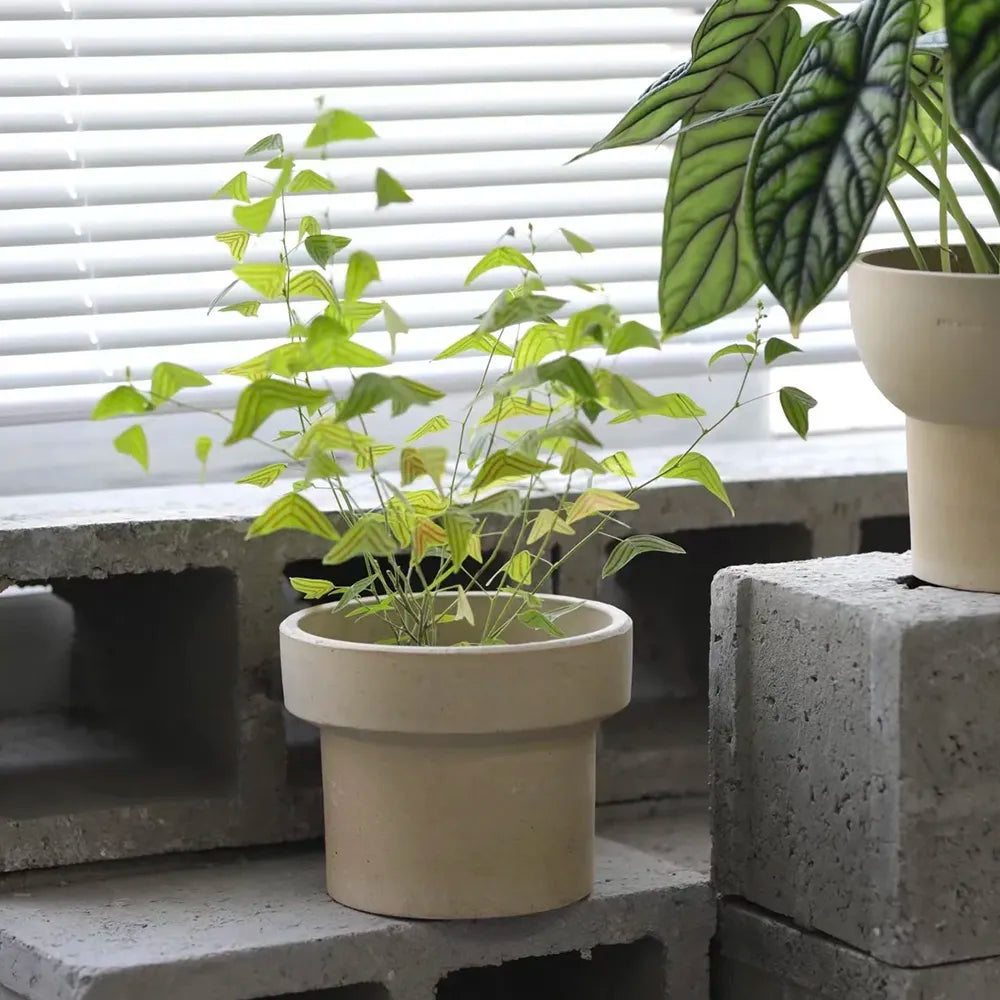 Nipots Terracotta Clay Pot Styled with Indoor Plants – Elegant Home Decor Inspiration