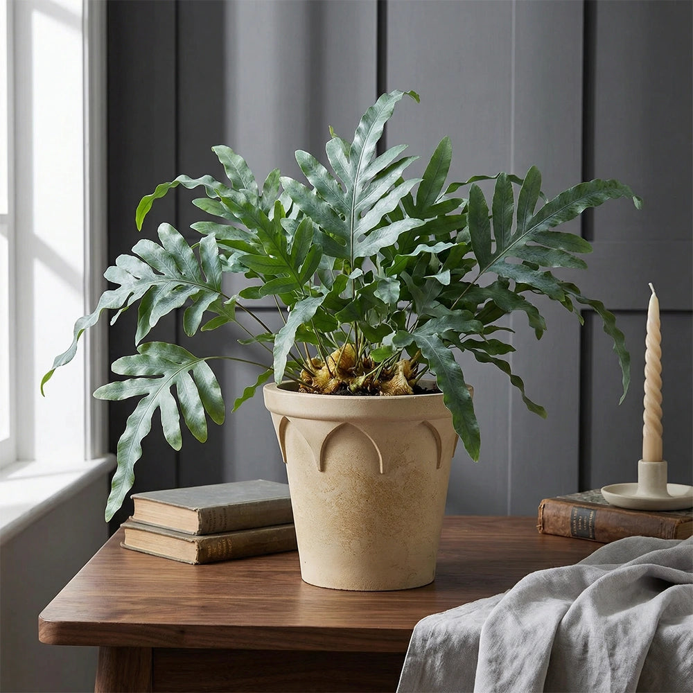 Crown Pot White