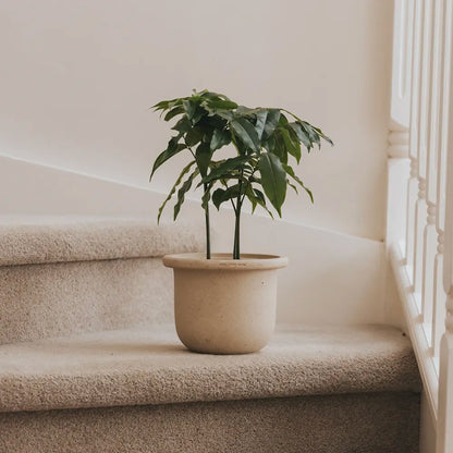 Nipots Terracotta Clay Pot Styled with Indoor Plants – Elegant Home Decor Inspiration