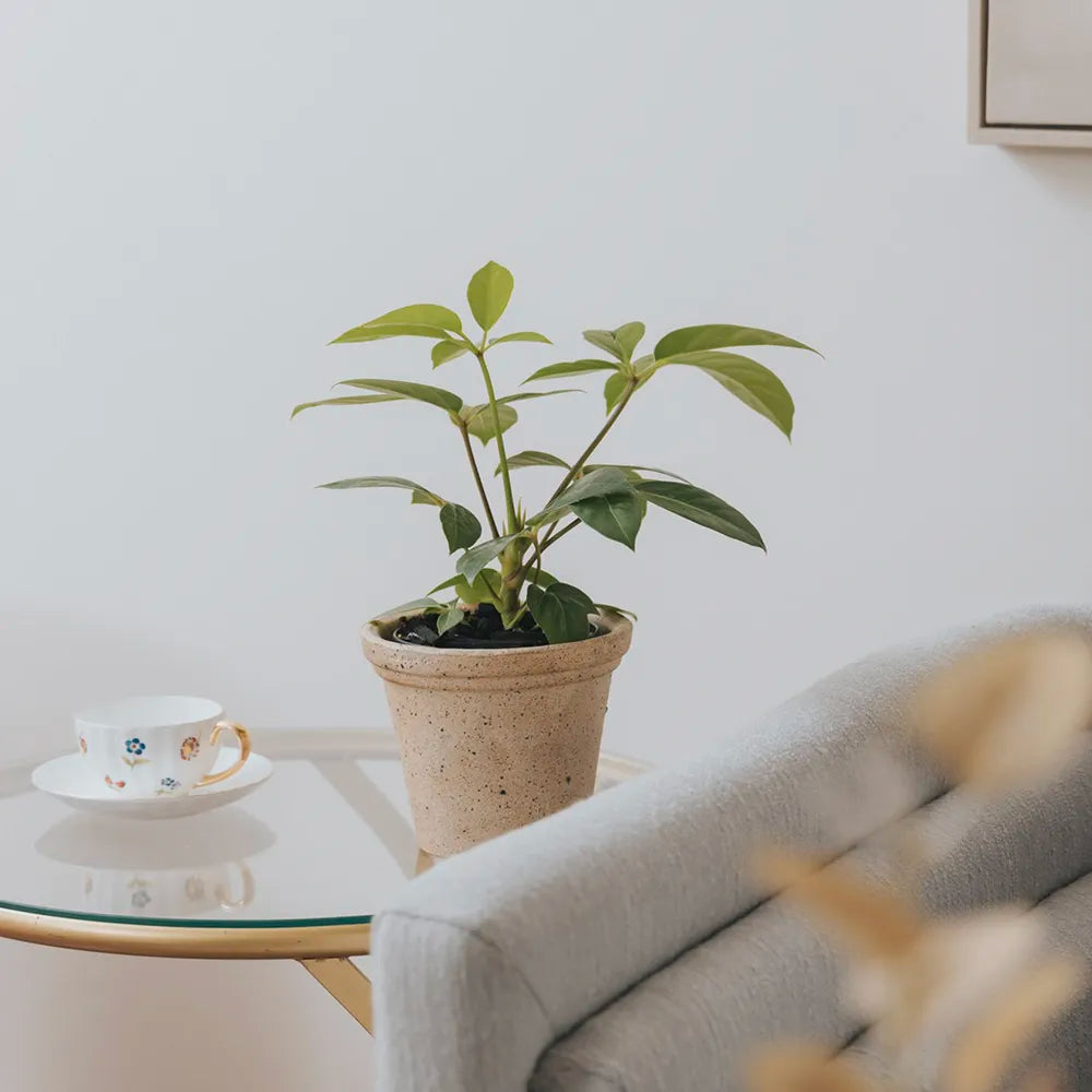 Nipots Terracotta Clay Pot Styled with Indoor Plants – Elegant Home Decor Inspiration