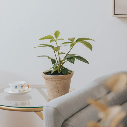 Nipots Terracotta Clay Pot Styled with Indoor Plants – Elegant Home Decor Inspiration