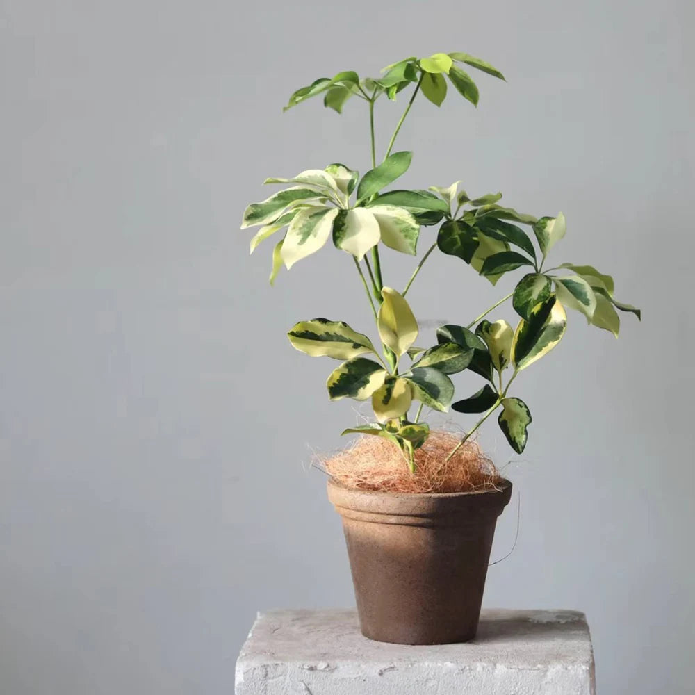 Gardener Pot Chocolate