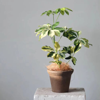 Gardener Pot Chocolate