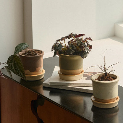 Hazelnut Pot Lichen
