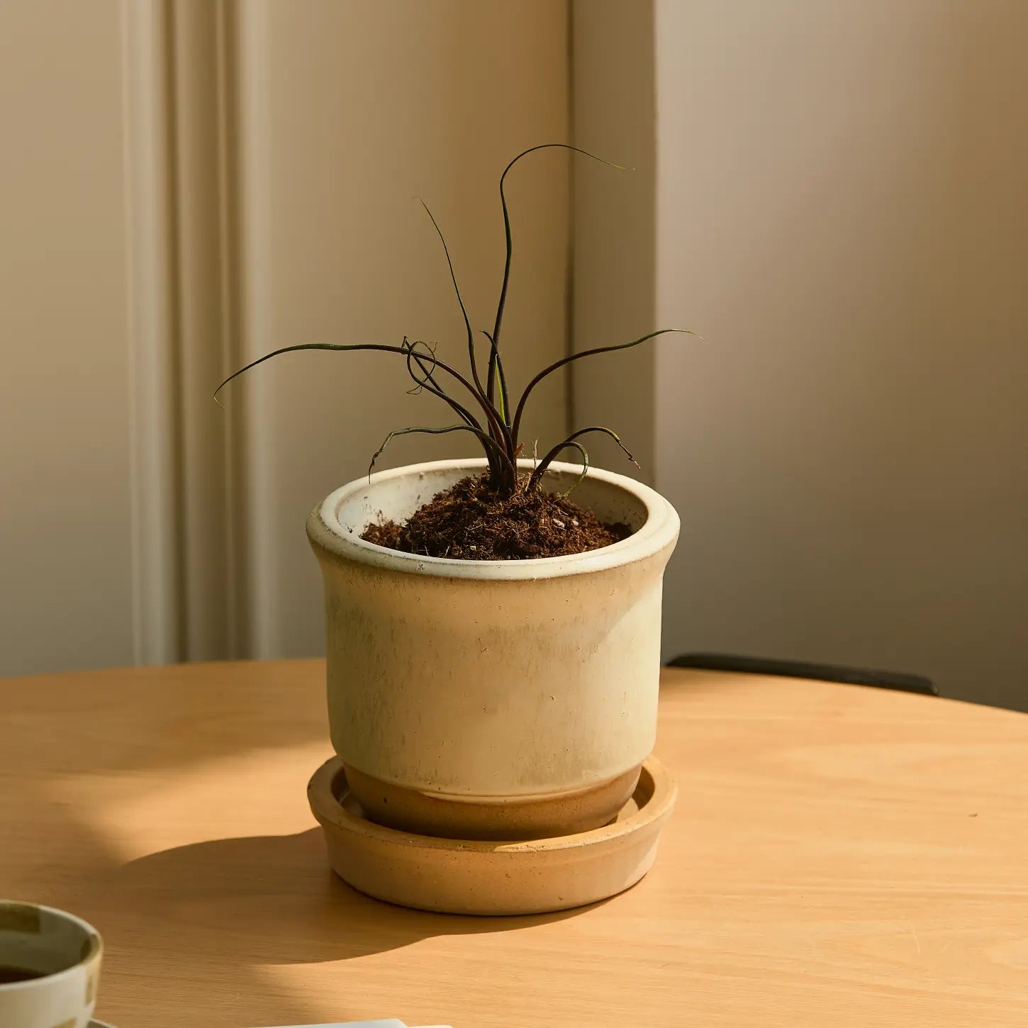 Hazelnut Pot Alabaster