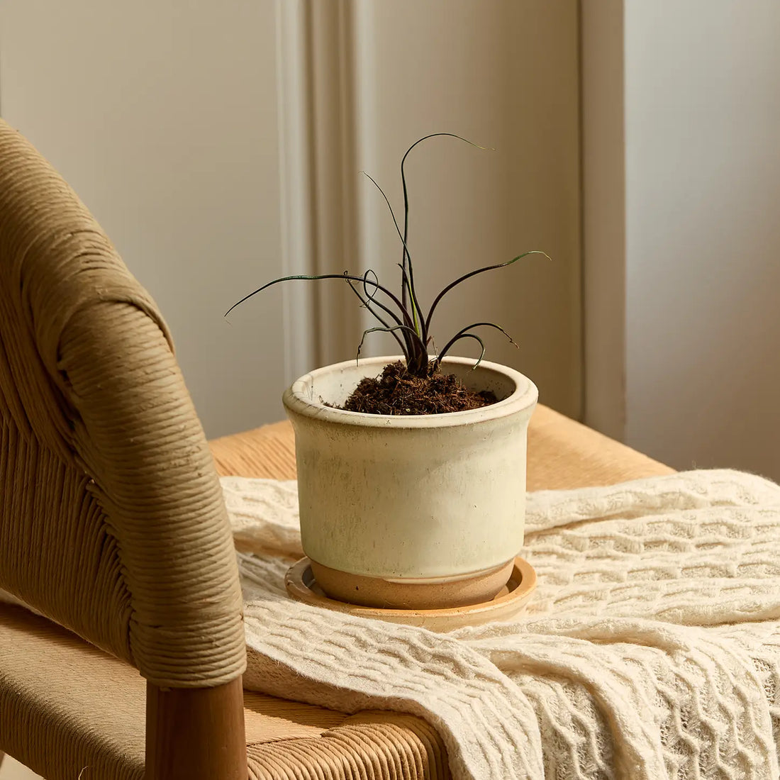 Hazelnut Pot Alabaster