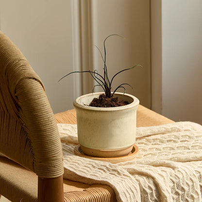 Hazelnut Pot Alabaster