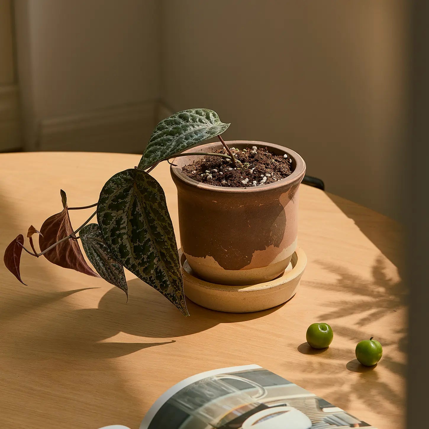 Hazelnut Pot Calico