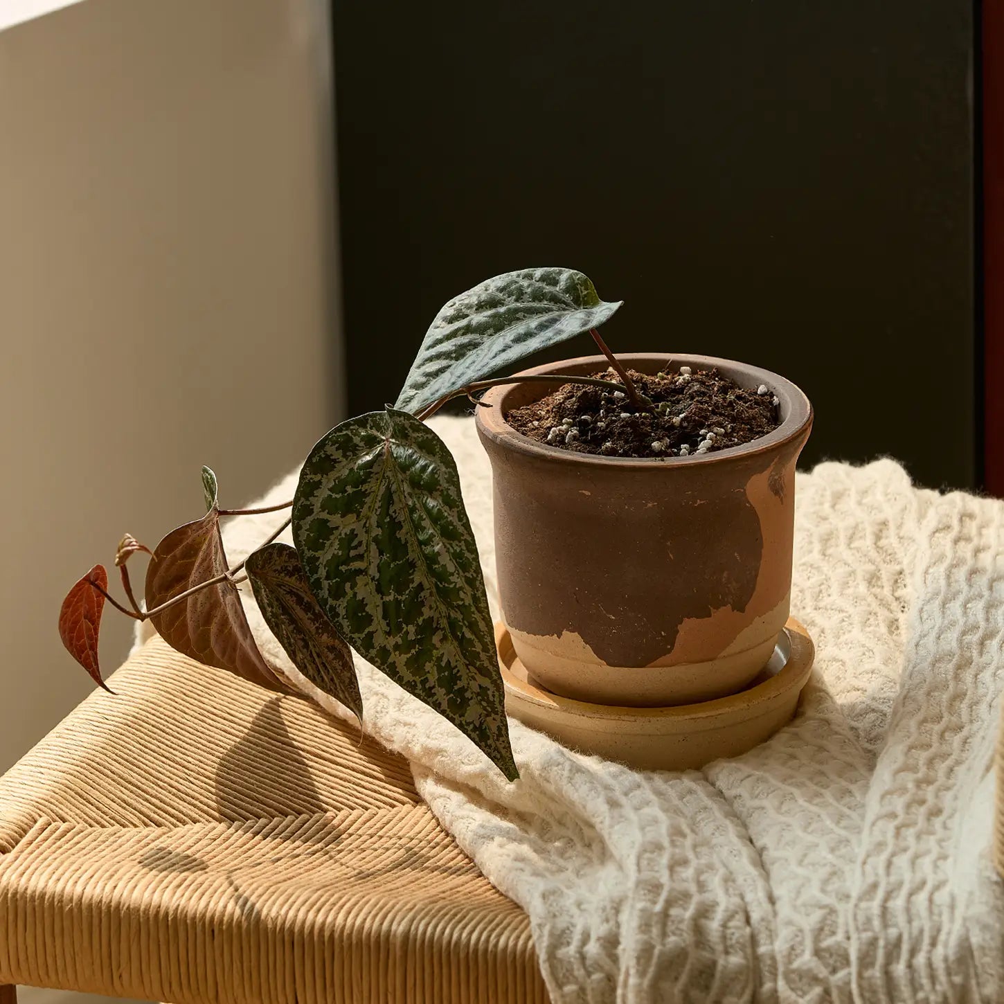 Hazelnut Pot Calico