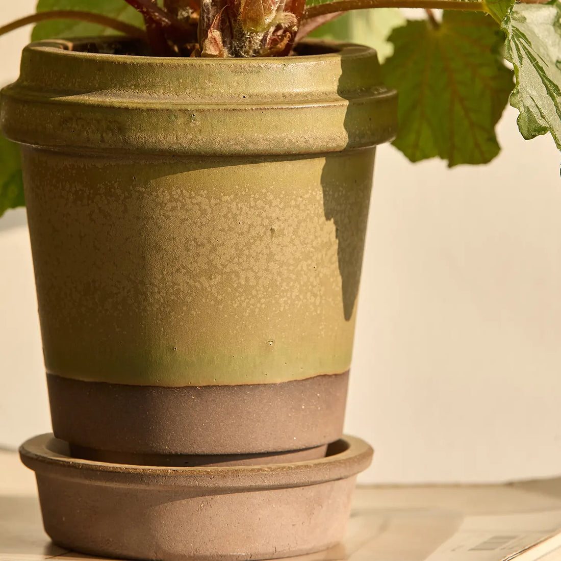 LongBlack Pot Moss