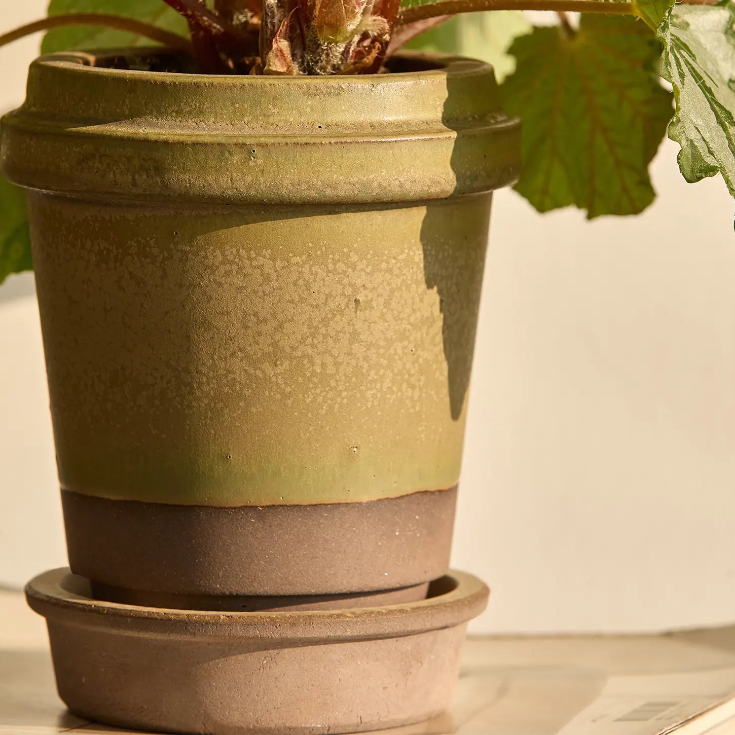 LongBlack Pot Moss