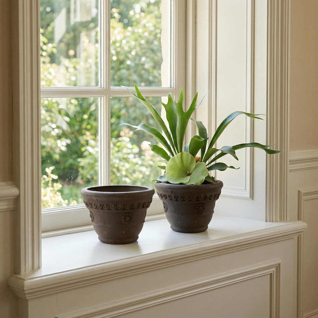 Marguerite Pot Chocolate