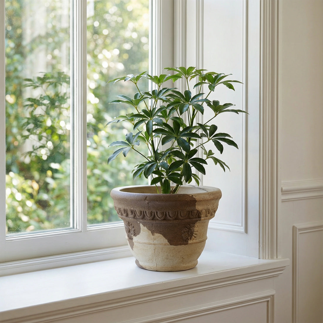 Marguerite Pot Coffee&amp;Milk