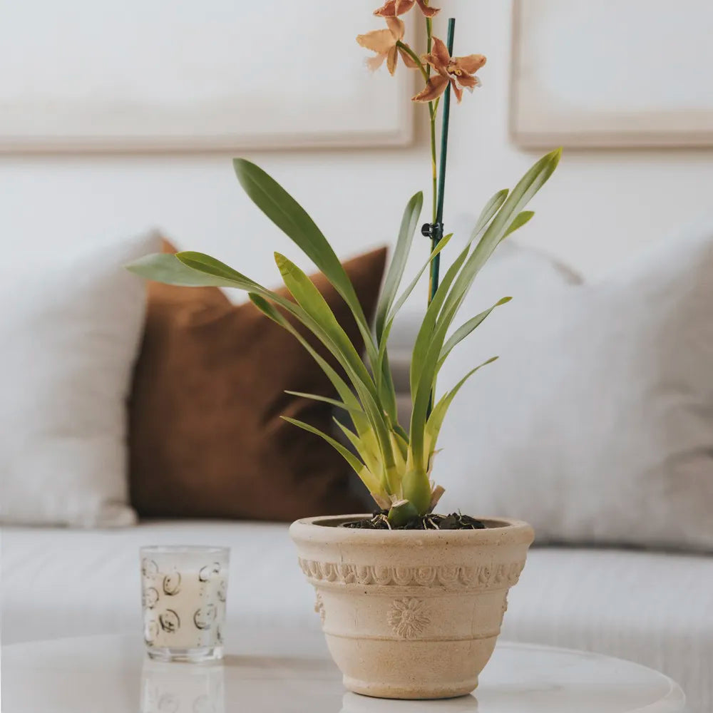 Nipots Terracotta Clay Pot Styled with Indoor Plants – Elegant Home Decor Inspiration