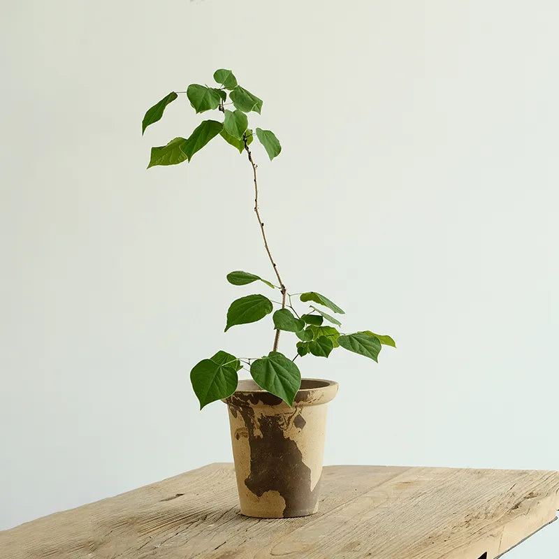 Nipots Terracotta Clay Pot Styled with Indoor Plants – Elegant Home Decor Inspiration