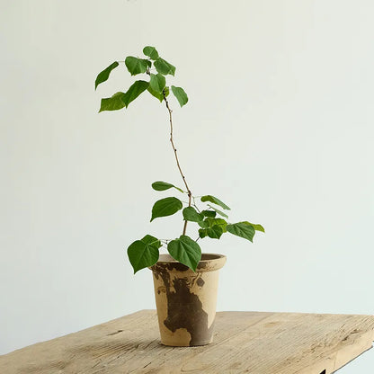 Nipots Terracotta Clay Pot Styled with Indoor Plants – Elegant Home Decor Inspiration