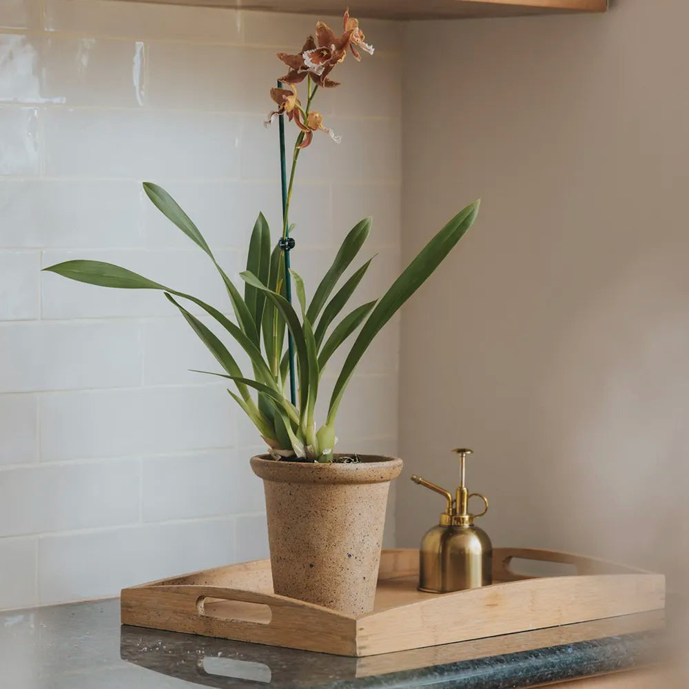 Nipots Terracotta Clay Pot Styled with Indoor Plants – Elegant Home Decor Inspiration