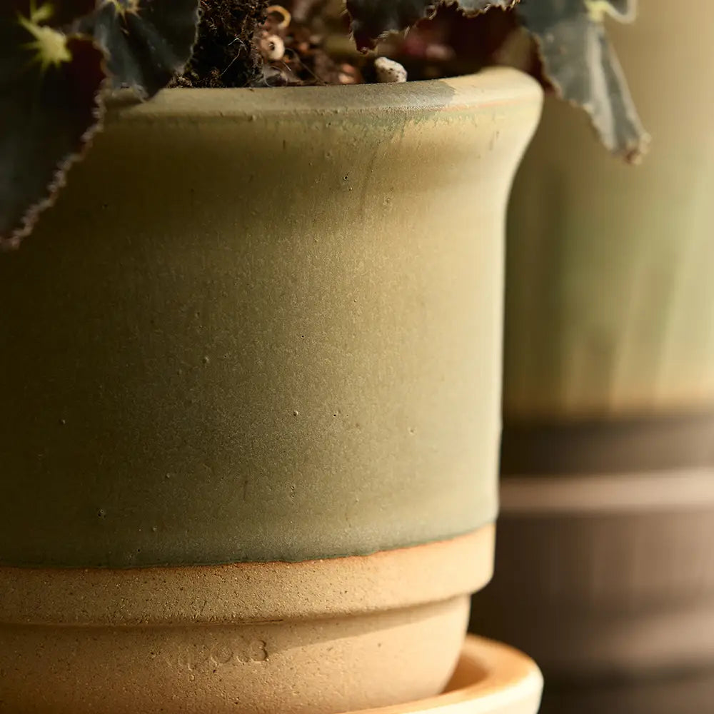 Hazelnut Pot Lichen