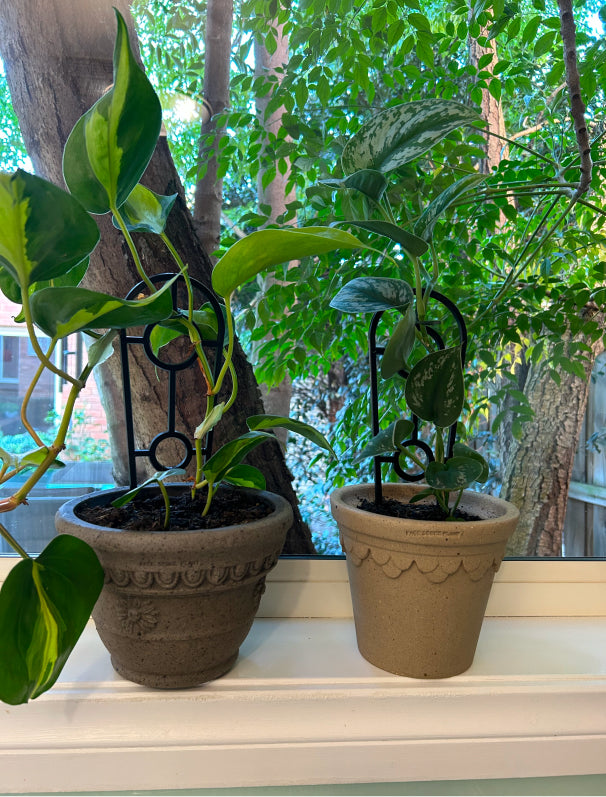 Natural & Beautiful Addition to My Home.