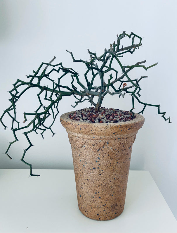 Perfect Pot to Showcase Unique Plants