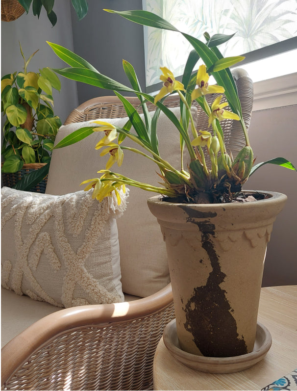 Beautifully Crafted Pots with Stunning Colors and Fast Delivery