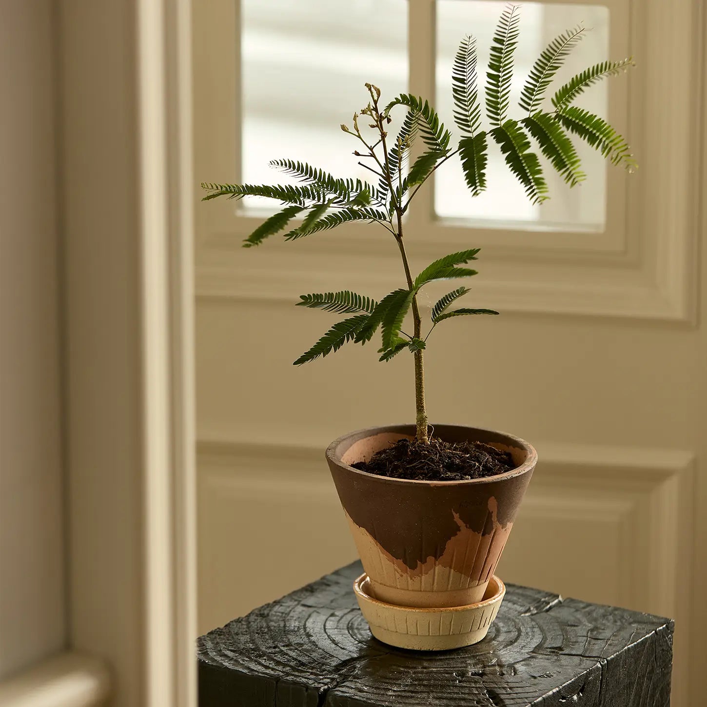 Stellar Pot Calico