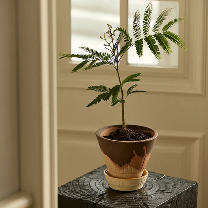 Stellar Pot Calico