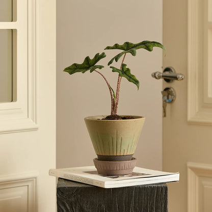 Stellar Pot Moss