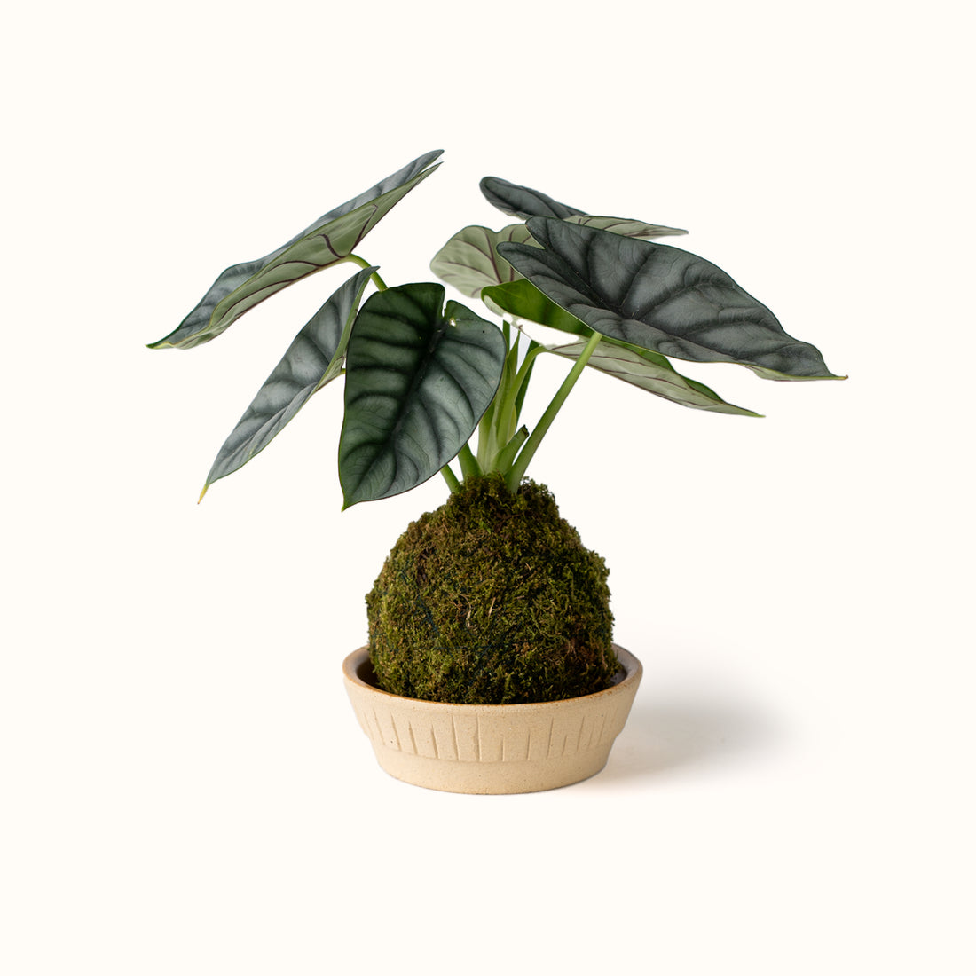 Stellar Saucer White