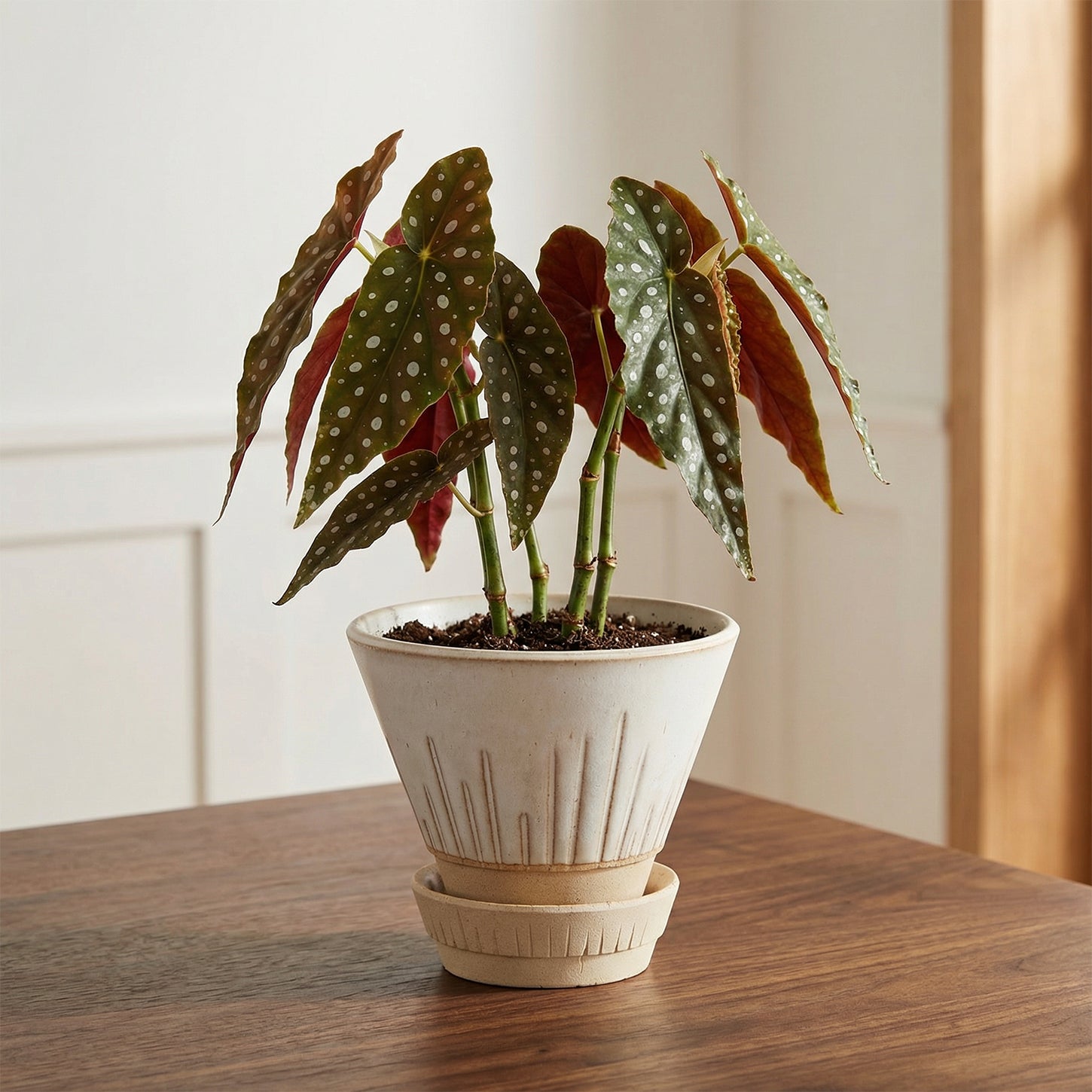 Stellar Pot Alabaster